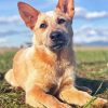 Cute Red Heeler Dog paint bynumbers