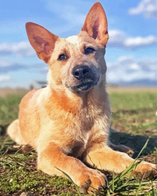 Cute Red Heeler Dog paint bynumbers