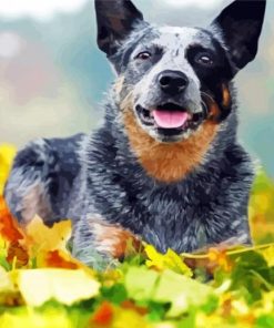 Adorable Red Heeler Dog paint by numbers