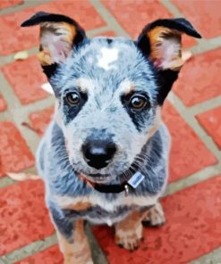 Red Heeler Puppy paint by numbers