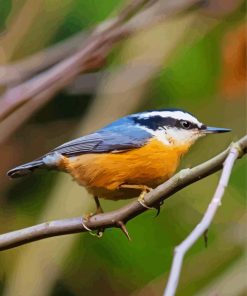 Red Breasted Nuthatch paint by numbers