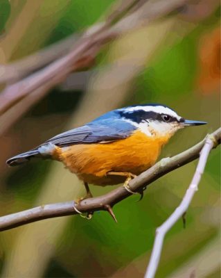 Red Breasted Nuthatch paint by numbers