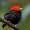 Cute Red Capped Manakin Bird paint by numbers