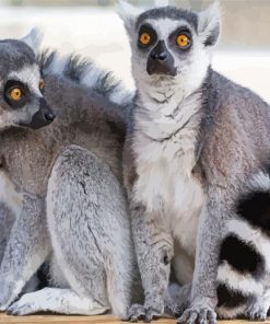 Ring Tailed Lemur Animals paint by numbers