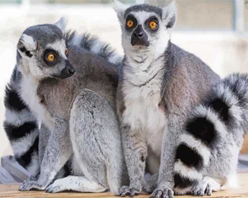 Ring Tailed Lemur Animals paint by numbers