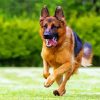 German Shepherds Running paint by numbers