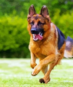 German Shepherds Running paint by numbers