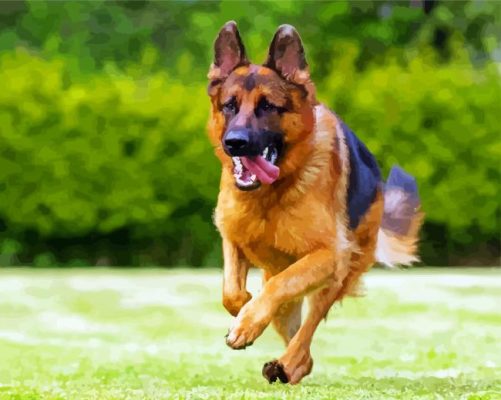 German Shepherds Running paint by numbers