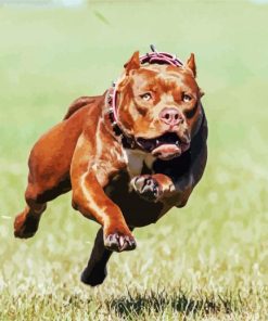 Running Pitbull Dog paint by numbers