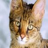 Savannah Face Cat paint by numbers