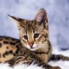 Cute Savannah Cat paint y numbers