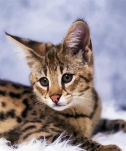 Cute Savannah Cat paint y numbers