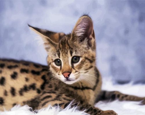 Cute Savannah Cat paint y numbers