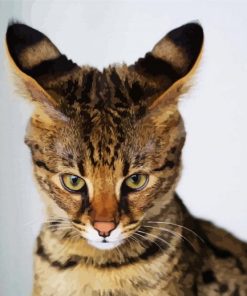 Adorable Savannah Cat paint by numbers