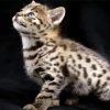 Savannah Kitten paint by numbers