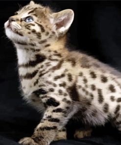 Savannah Kitten paint by numbers