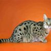 Savannah Cat Animal paint by number