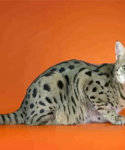 Savannah Cat Animal paint by number