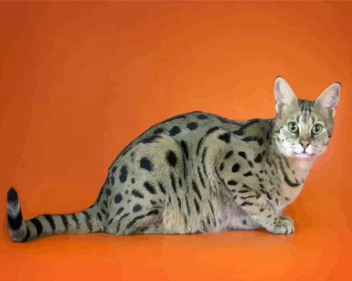 Savannah Cat Animal paint by number