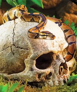 Snake On Jungle Skull paint by numbers