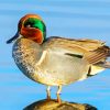 Teal Duck Bird paint by numbers
