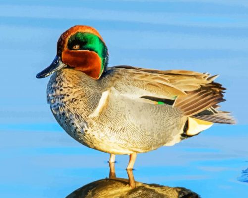 Teal Duck Bird paint by numbers