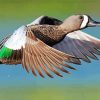Teal Duck Flying paint by numbers