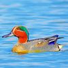 Teal Duck In Water paint by numbers