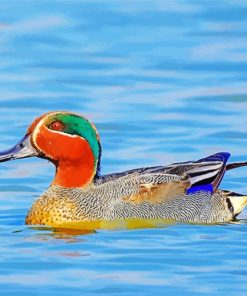 Teal Duck In Water paint by numbers