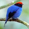 Chiroxiphia Manakin Bird paint by numbers