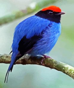 Chiroxiphia Manakin Bird paint by numbers