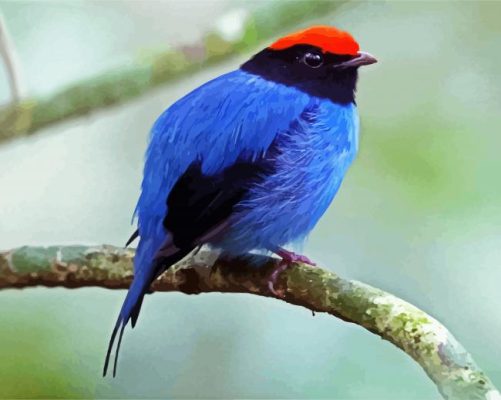 Chiroxiphia Manakin Bird paint by numbers