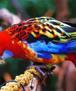 Colorful Eastern Rosella Bird paint by numbers