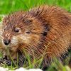 The Muskrat Rodent paint by numbers