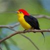 The Pipra Manakin Bird paint by numbers