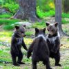 The Real Bears Dancing paint by numbers