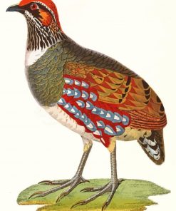 The Partridge Bird paint by numbers