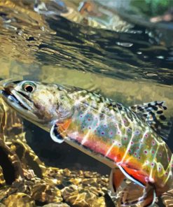 Trout Stream Water paint by numbers