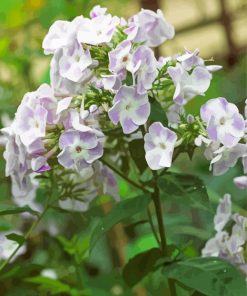 White Purple Phlox Flowers paint by numbers