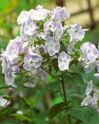 White Purple Phlox Flowers paint by numbers