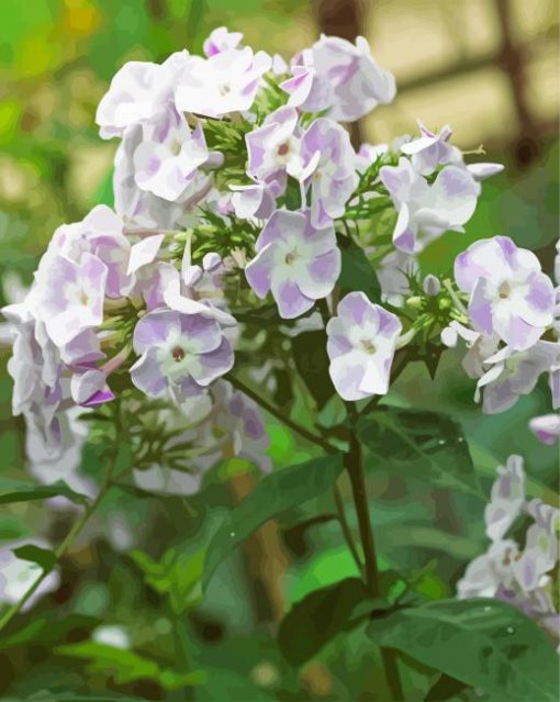 White Purple Phlox Flowers paint by numbers