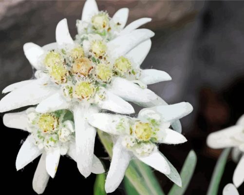 White Edelweiss Plants paint by numbers