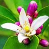 White Lemon Blossoms Flower paint by numbers