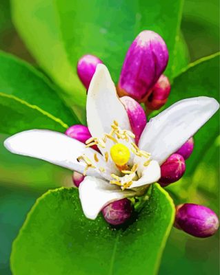 White Lemon Blossoms Flower paint by numbers