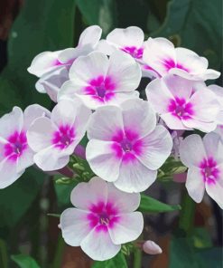 White Pink Phlox paint by numbers