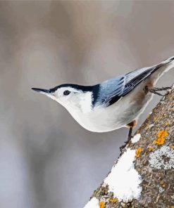 White Breasted Nuthatch Bird paint by numbers