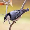 White Breasted Nuthatch paint by numbers