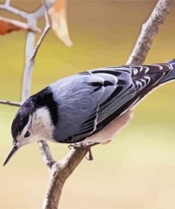 White Breasted Nuthatch paint by numbers