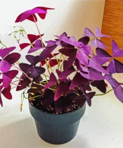 Purple Wood Sorrels Oxalis paint by numbers