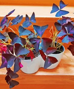 Wood Sorrels Oxalis Plant paint by numbers